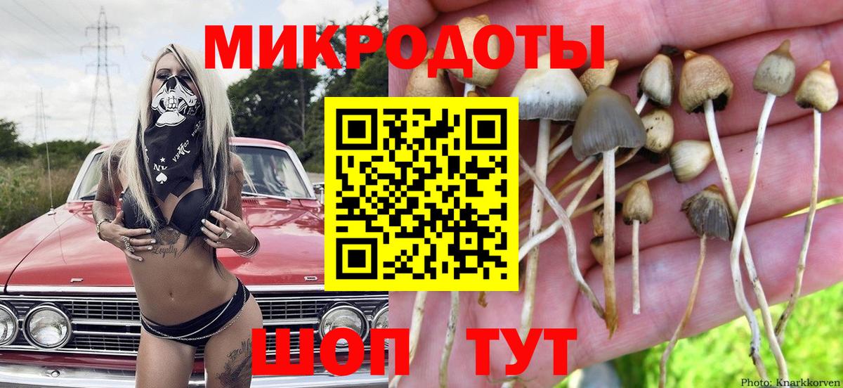 Псилоцибиновые грибы Psilocybe Тула